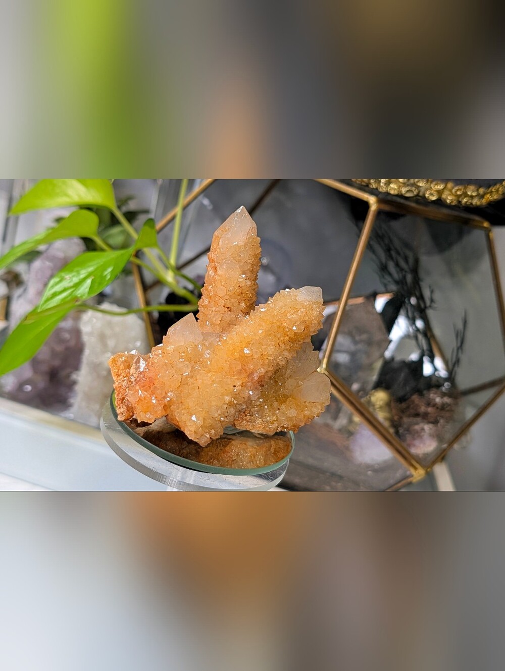 Rare Golden Healer Spirit Cactus Quartz Crystal Cluster